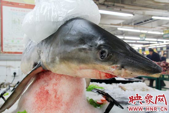 這條鯊魚長約1.5米，寬約0.5米，上身被碎冰覆蓋，保存較完整。