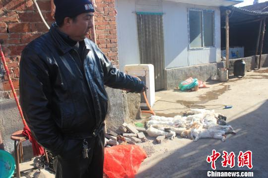 圖為家禽收購點的陳姓工作人員介紹，是這些愛狗人士的封堵讓這些兔子無辜死去?！●R義恒　攝