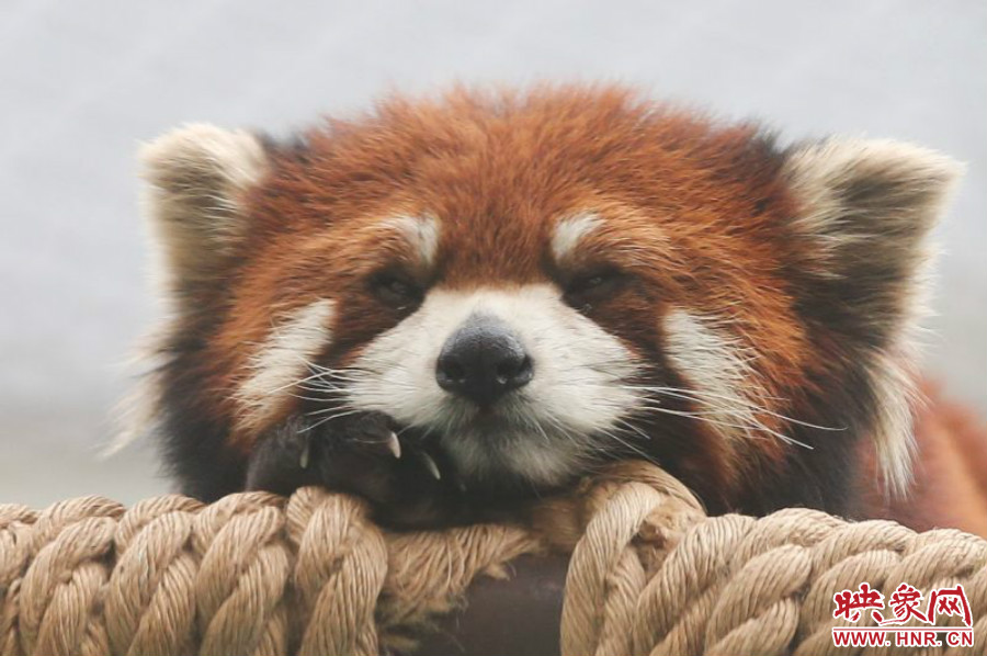 小熊貓在世界各動物園中是相當受歡迎的動物。