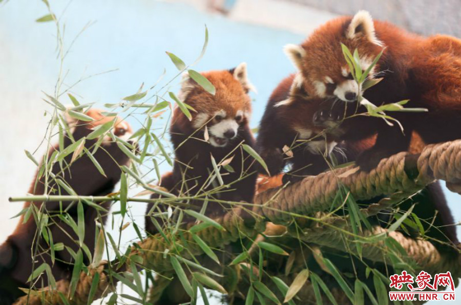 18只小熊貓正在進食。