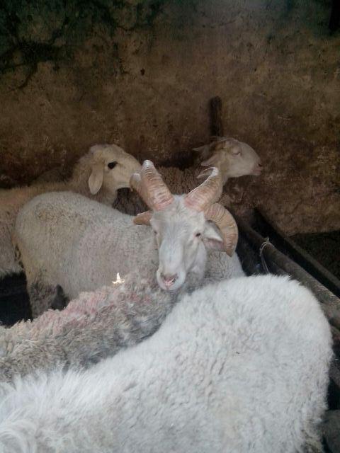 郟縣一只綿羊長出六個(gè)犄角 郟縣一只綿羊長出六個(gè)犄角