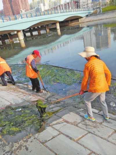 每天出動(dòng)六十人次進(jìn)行打撈，也難以遏制綠藻蔓延。