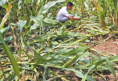 甕峪村一莊稼地，被野豬糟蹋的玉米。