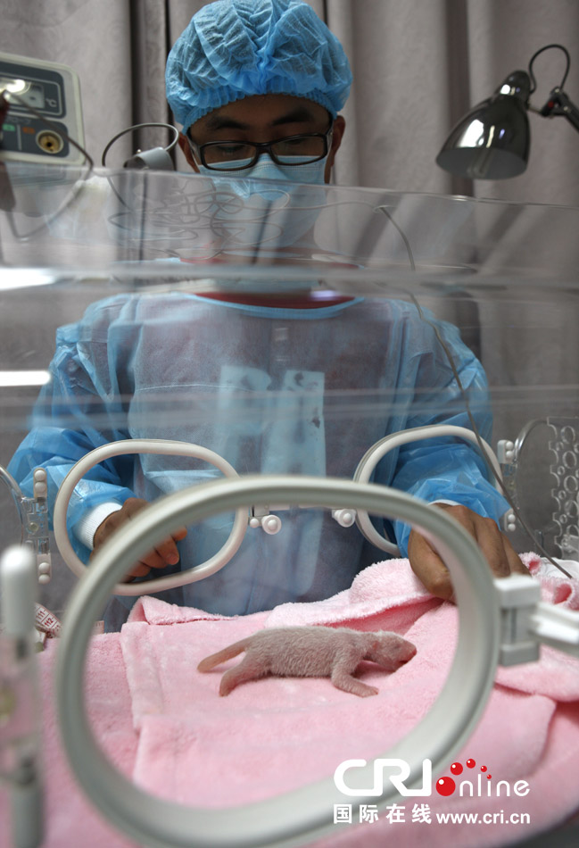 2013年7月11日，成都大熊貓繁育研究基地月亮產(chǎn)房，工作人員在照顧新生大熊貓寶寶。