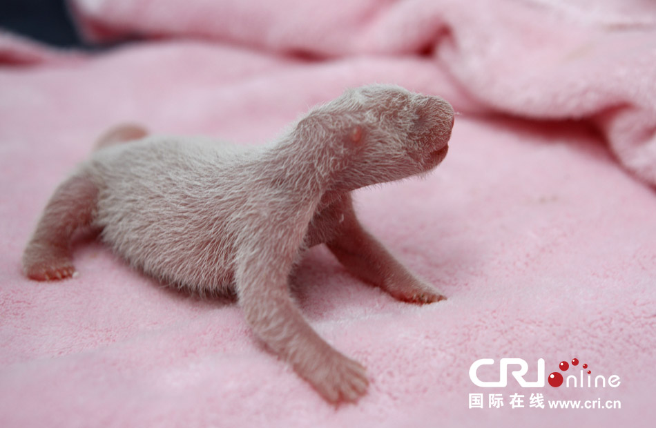 2013年7月11日，成都大熊貓繁育研究基地月亮產(chǎn)房，新生大熊貓寶寶在育嬰箱里憨態(tài)可掬。