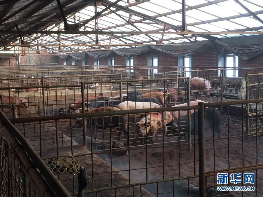 穗豐園里的豬舍（2013年12月8日攝）。新華社記者 程子龍 攝