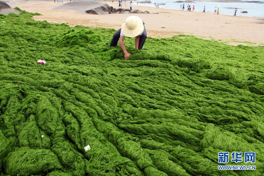 6月10日，山東日照市萬平口景區(qū)管理部門組織工作人員在清理海灘上的滸苔。