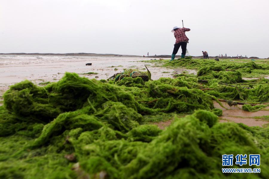 6月10日，山東日照市萬平口景區(qū)管理部門組織工作人員在清理海灘上的滸苔。