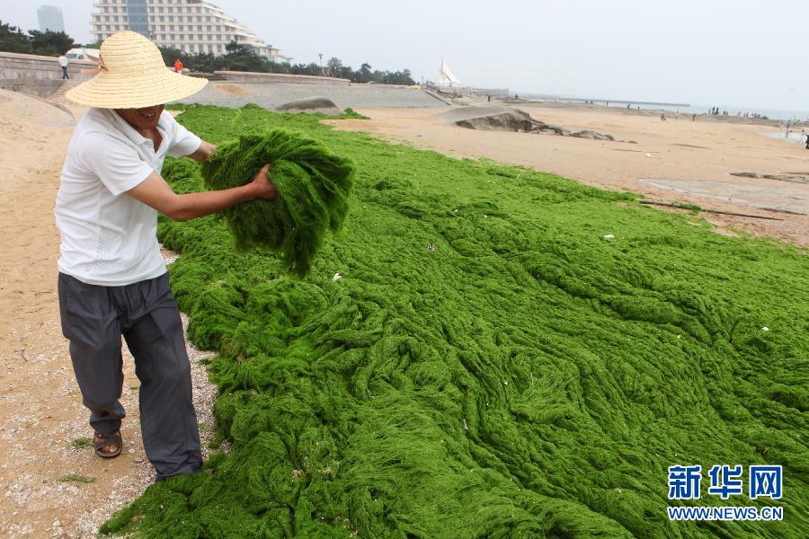 6月10日，山東日照市萬平口景區(qū)管理部門組織工作人員在清理海灘上的滸苔。