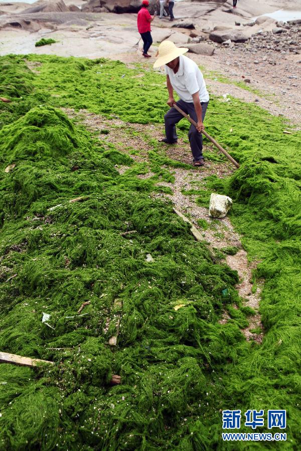 6月10日，山東日照市萬平口景區(qū)管理部門組織工作人員在清理海灘上的滸苔。