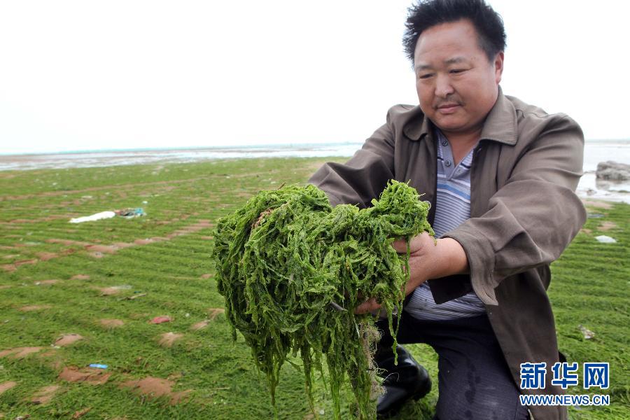 6月10日，在江蘇省連云港市贛榆縣海州灣旅游度假區(qū)，一名漁民在展示清理的滸苔。