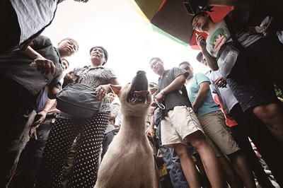 一只狗被動(dòng)保人士與狗販子圍在中間，等待兩方的討價(jià)還價(jià)后決定去向