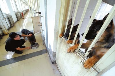 馴犬員給搜油犬準備晚餐。