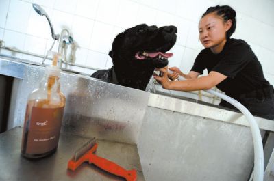 天熱時,搜油犬會天天洗澡。