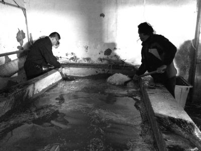 “黑作坊”的豆芽在臟亂不堪的水泥池中清洗。