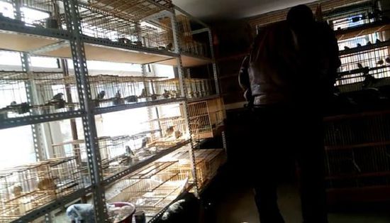 哈爾濱市雙城區(qū)集市上，一家沒有招牌的平房里擺滿了各種野鳥等待出售。