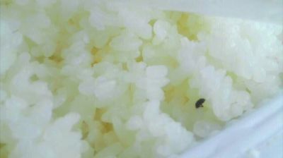 陸先生在高鐵上購(gòu)買的“梅菜扣肉套餐”盒飯。盒飯中的米飯上有芝麻狀的黑色小蟲。