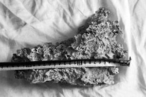 1月30日，新疆青河縣牧民別熱克·薩吾特意外撿到重7.85公斤左右的一塊狗頭黃金