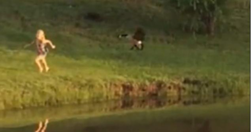 圖二：小女孩遭鵝襲擊向父親求救，但他不但沒有伸出援手，反而狂笑不止。