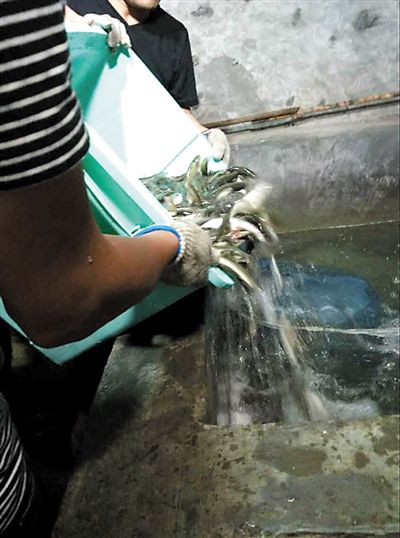 主人將撈上來的魚放進魚池。