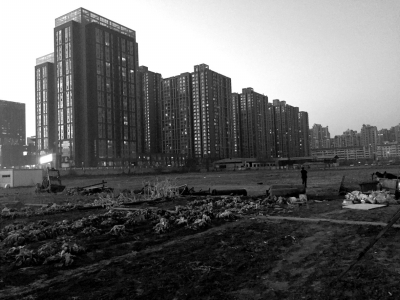 荒地上除堆放一些雜物外，還被附近居民種上了一片大白菜。