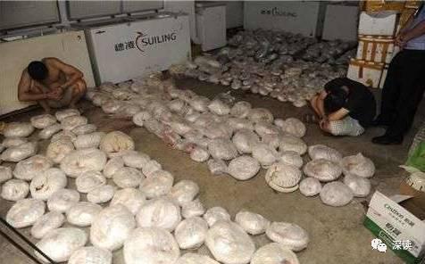 揭穿山甲販賣(mài)潛規(guī)則：送飯館前注水打興奮劑