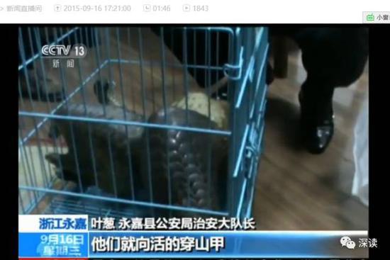 揭穿山甲販賣(mài)潛規(guī)則：送飯館前注水打興奮劑