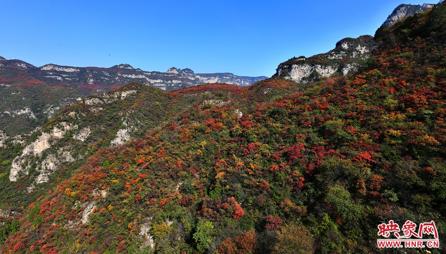 紅色，黃色，綠色的樹葉相互映襯