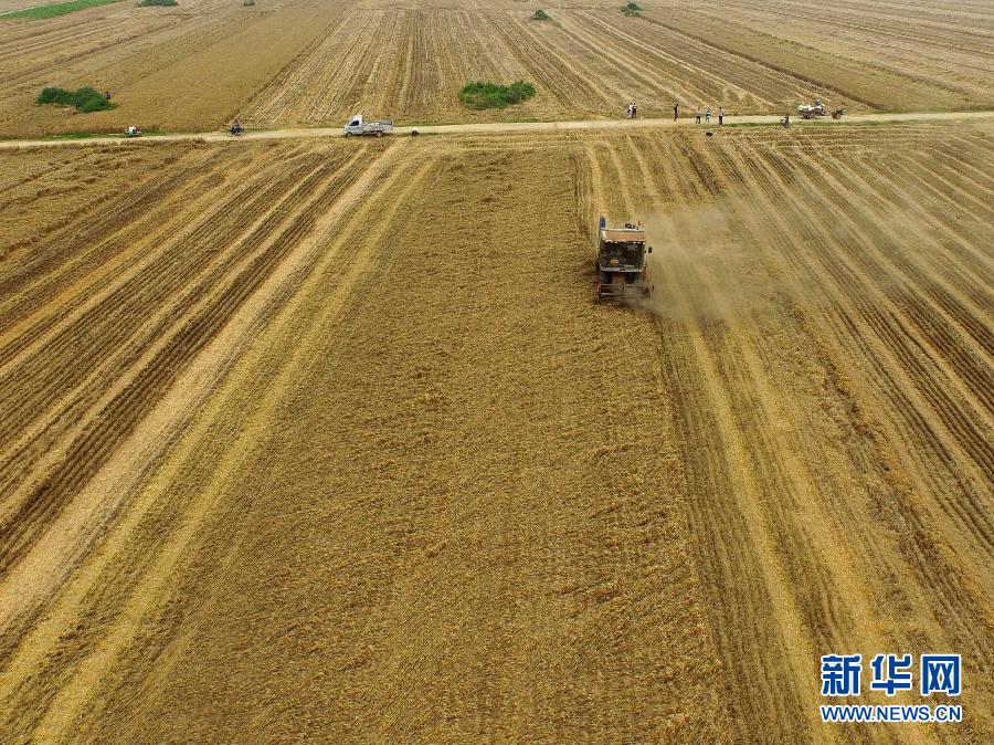 這是5月28日在河南省南陽(yáng)市唐河縣甘河灣村航拍的麥?zhǔn)宅F(xiàn)場(chǎng)。