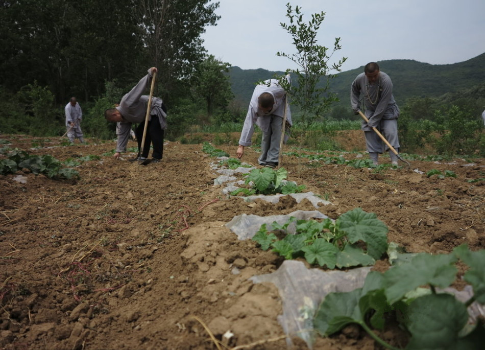少林寺耕種的120多畝小麥?zhǔn)炝?，武僧們走進(jìn)田間，收獲黃燦燦的果實(shí)。