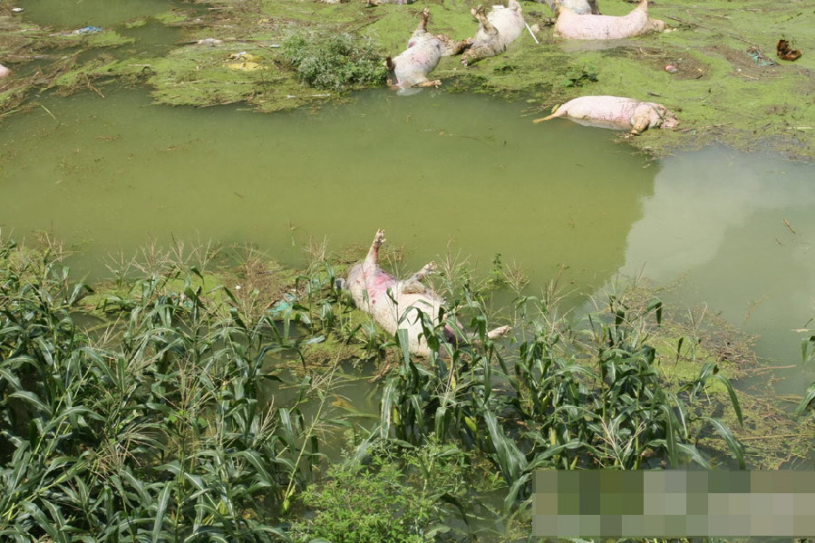 廣西一養(yǎng)殖場(chǎng)被淹 1.6萬余頭死豬浸泡水中