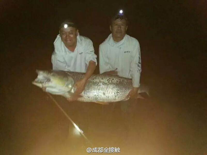 　圖為大魚需要兩個(gè)人抱起。