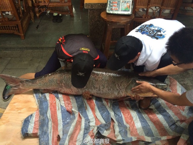 圖為父子倆翻動(dòng)大魚。