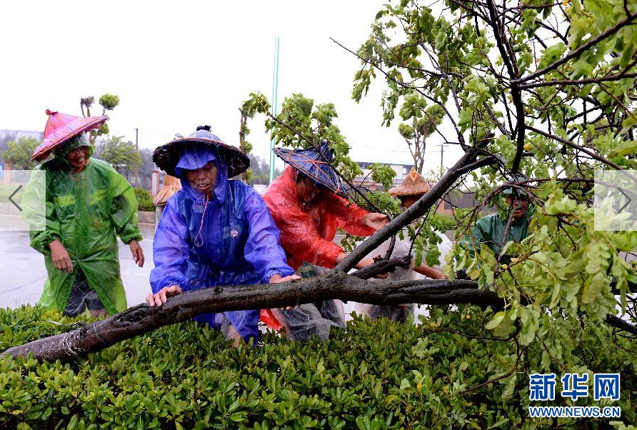  8月8日，工人在福建省石獅市公路邊清理被大風(fēng)吹倒的樹木。