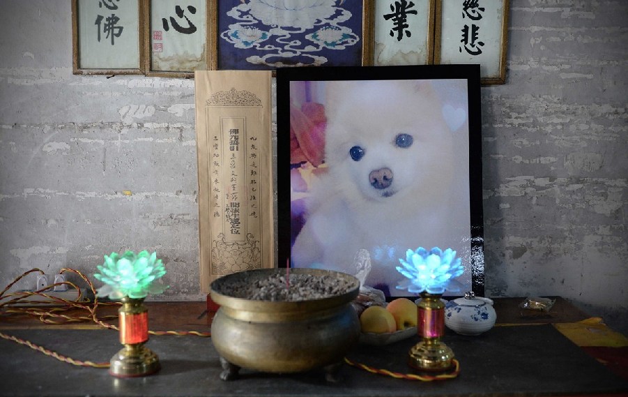 寵物狗的遺像被擺放在寺廟中。