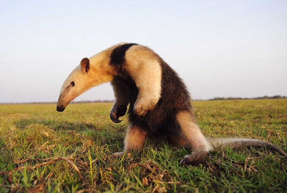 勇敢的食蟻獸。（網(wǎng)頁截圖）