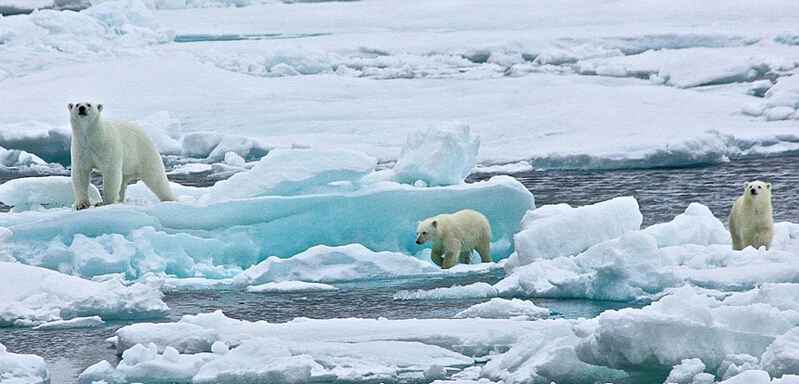 北極熊寶寶起來后看見有攝像機，便好奇地盯住娜塔西亞手中的機器。