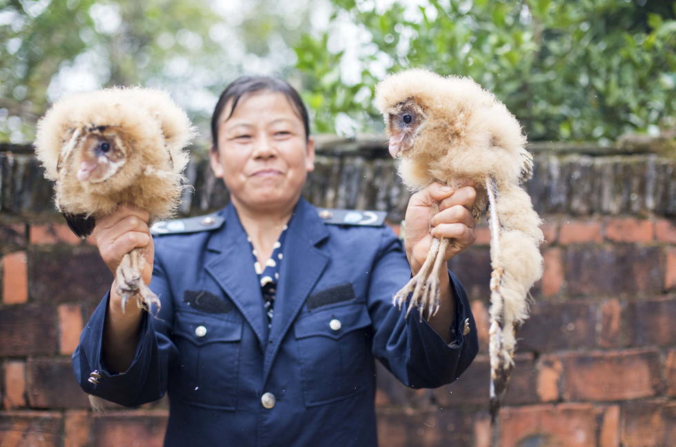 11月6日，記者聯(lián)系上都昌縣的村民危億玲，她是撿到雛鳥的曹女士的兒媳。她向記者介紹，稱他們家住在蔡嶺鎮(zhèn)北炎村港邊舍自然村，她婆婆11月4日下午上山采茶籽時，在樹下發(fā)現(xiàn)了5只可愛的雛鳥并帶回了家。