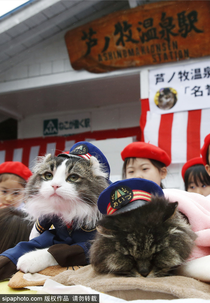 日本福島縣實(shí)習(xí)貓站長(zhǎng)Love上任 日本福島縣實(shí)習(xí)貓站長(zhǎng)Love上任