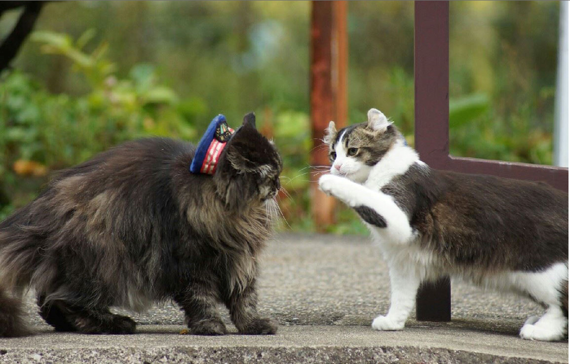 日本福島縣實(shí)習(xí)貓站長(zhǎng)Love上任 日本福島縣實(shí)習(xí)貓站長(zhǎng)Love上任