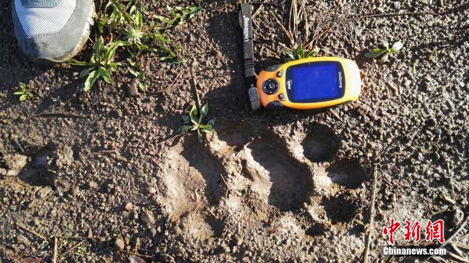 黑龍江老爺嶺保護區(qū)多次拍到野生東北虎、豹影像