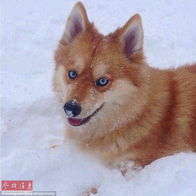 狐貍還是狗？藍(lán)眼睛萌寵走紅網(wǎng)絡(luò)