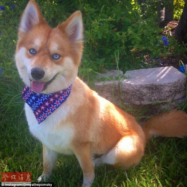 狐貍還是狗？藍(lán)眼睛萌寵走紅網(wǎng)絡(luò)