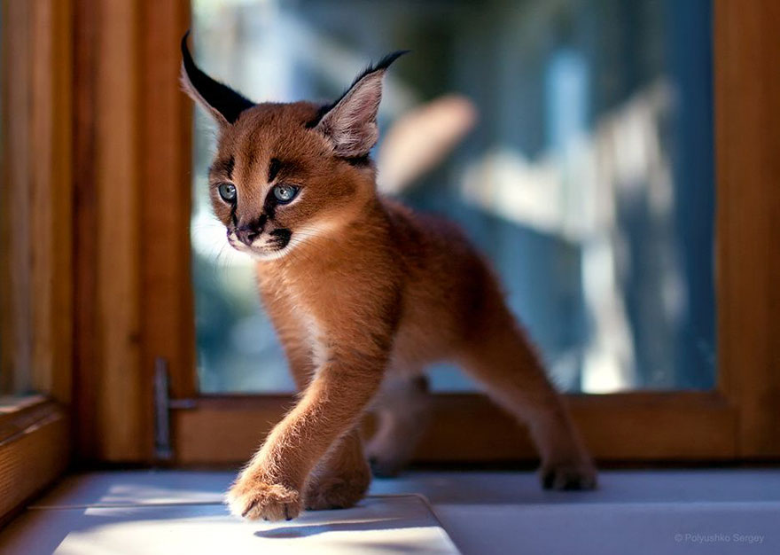 它們都是表情帝！一組不可思議的動物肖像