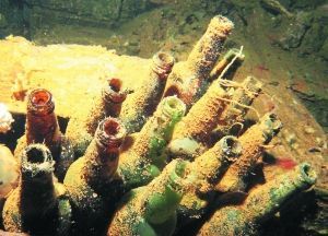 長滿水藻的日本清酒瓶。