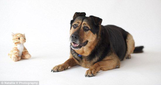 英國(guó)一只流浪狗因表情太過(guò)憂(yōu)郁而無(wú)人領(lǐng)養(yǎng)