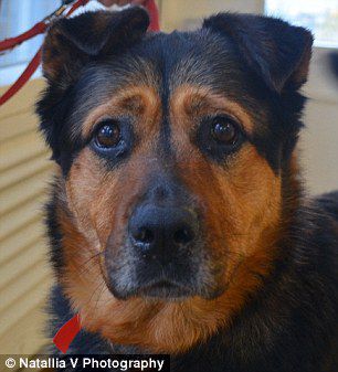 英國(guó)一只流浪狗因表情太過(guò)憂(yōu)郁而無(wú)人領(lǐng)養(yǎng)