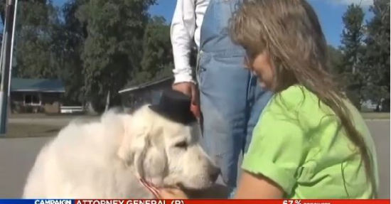 美國小鎮(zhèn)選可愛小狗當鎮(zhèn)長報酬為一年狗糧(圖) 美國小鎮(zhèn)選可愛小狗當鎮(zhèn)長報酬為一年狗糧(圖)