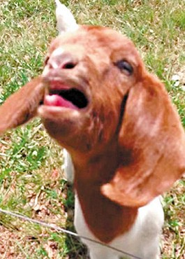 這只會(huì)說(shuō)話的小山羊不斷發(fā)出類似“What”的聲音。