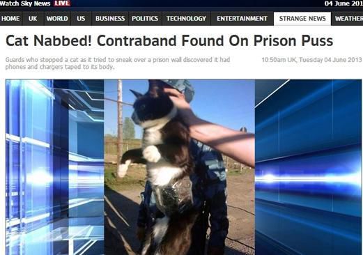 資料圖：2013年，俄羅斯獄警也曾抓獲身負(fù)手機(jī)和充電寶的貓，它本想混進(jìn)俄羅斯科密地區(qū)一座監(jiān)獄